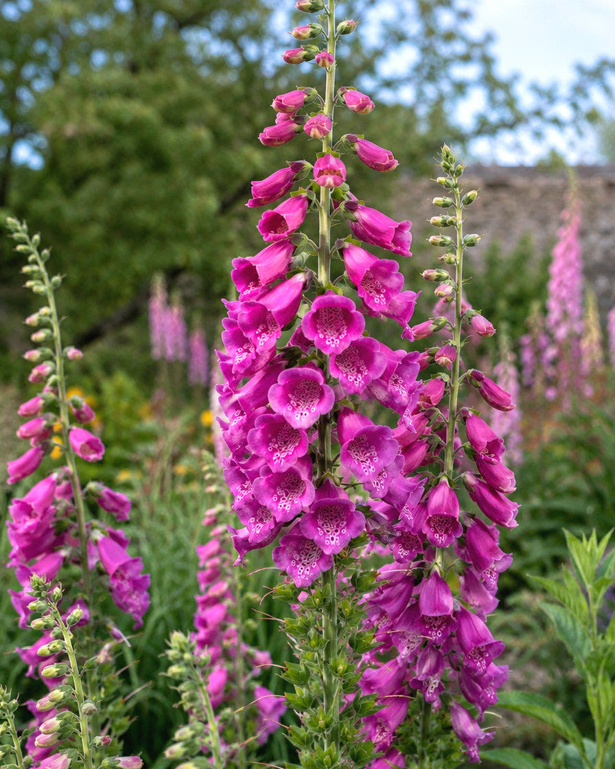 Digitalis 'Lucas XXL Pink'