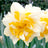 Double narcissus