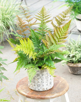 Dryopteris erythrosora