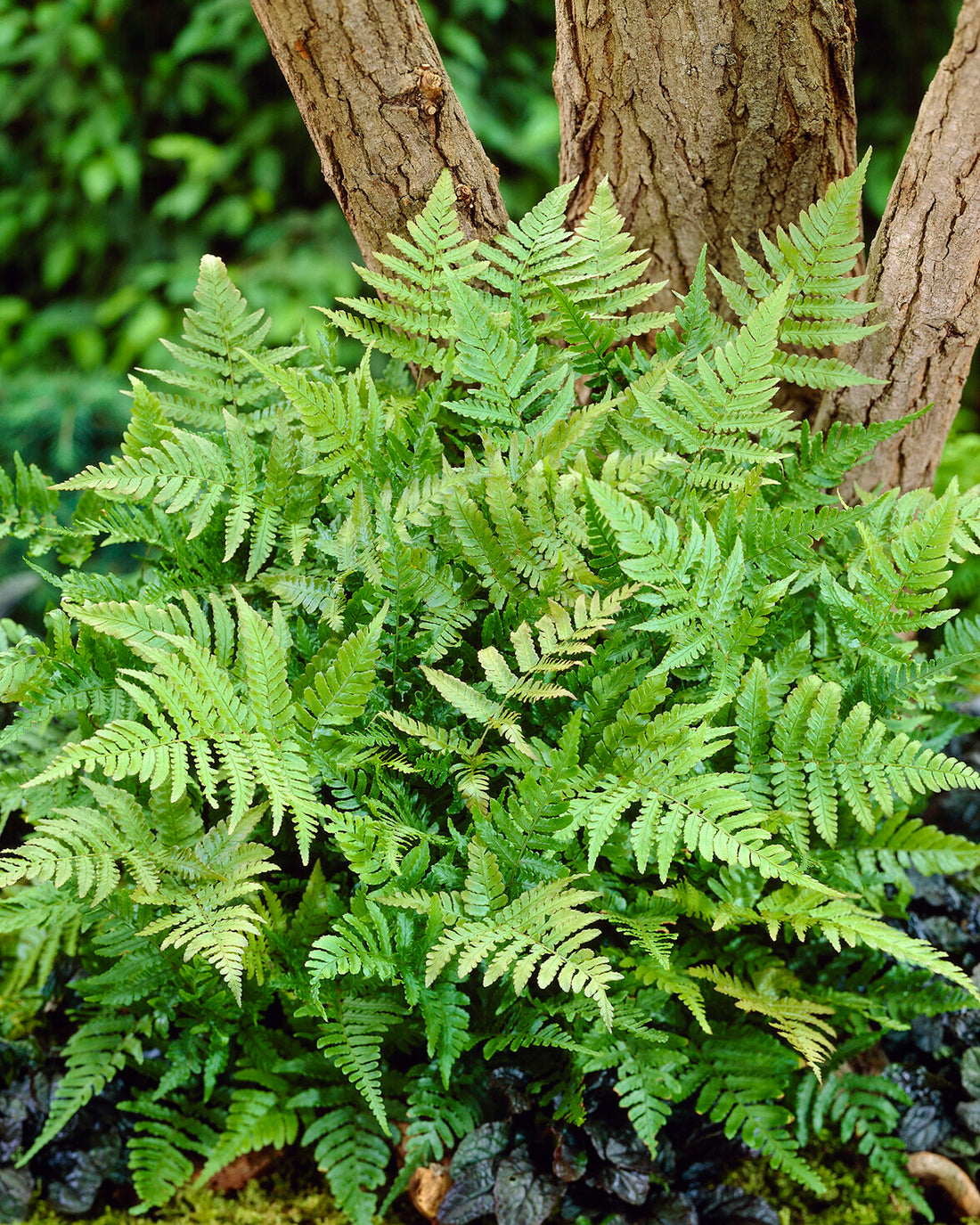 Dryopteris Erythrosora copper Shield Fern Bare Roots Buy Online At Dryopteris Erythrosora copper Shield Fern Bare Roots Buy Online At