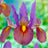 Dutch iris