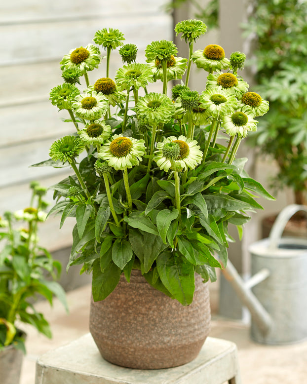 Echinacea 'Sunseekers Apple Green'