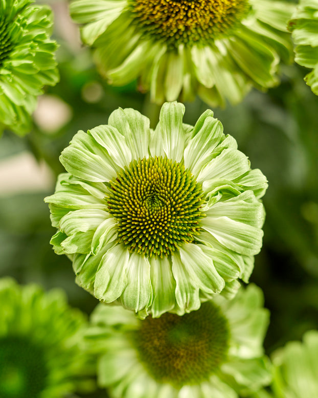 Echinacea 'Sunseekers Apple Green'