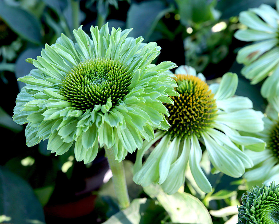 Echinacea 'Sunseekers Apple Green'