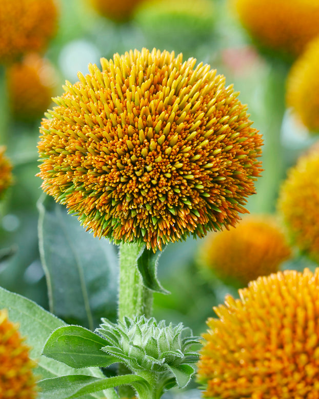 Echinacea 'Drumstick Yellow'
