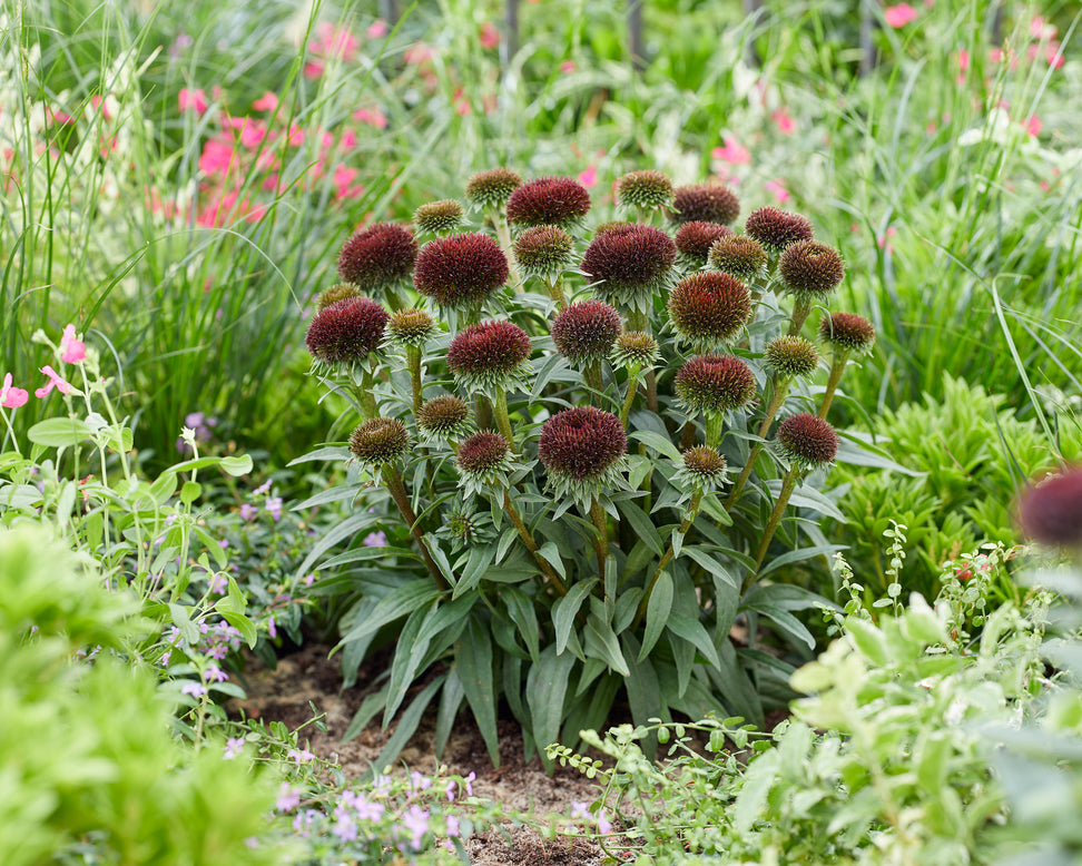 Echinacea 'Drumstick Purple'