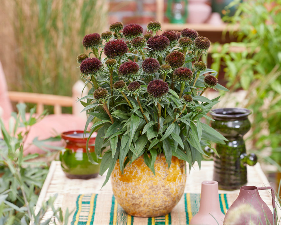 Echinacea 'Drumstick Purple'