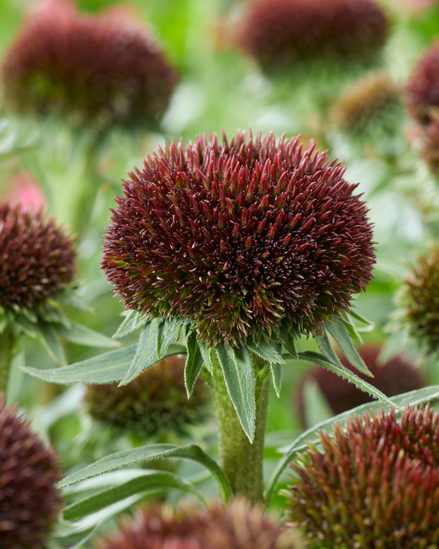 Echinacea 'Drumstick Purple'
