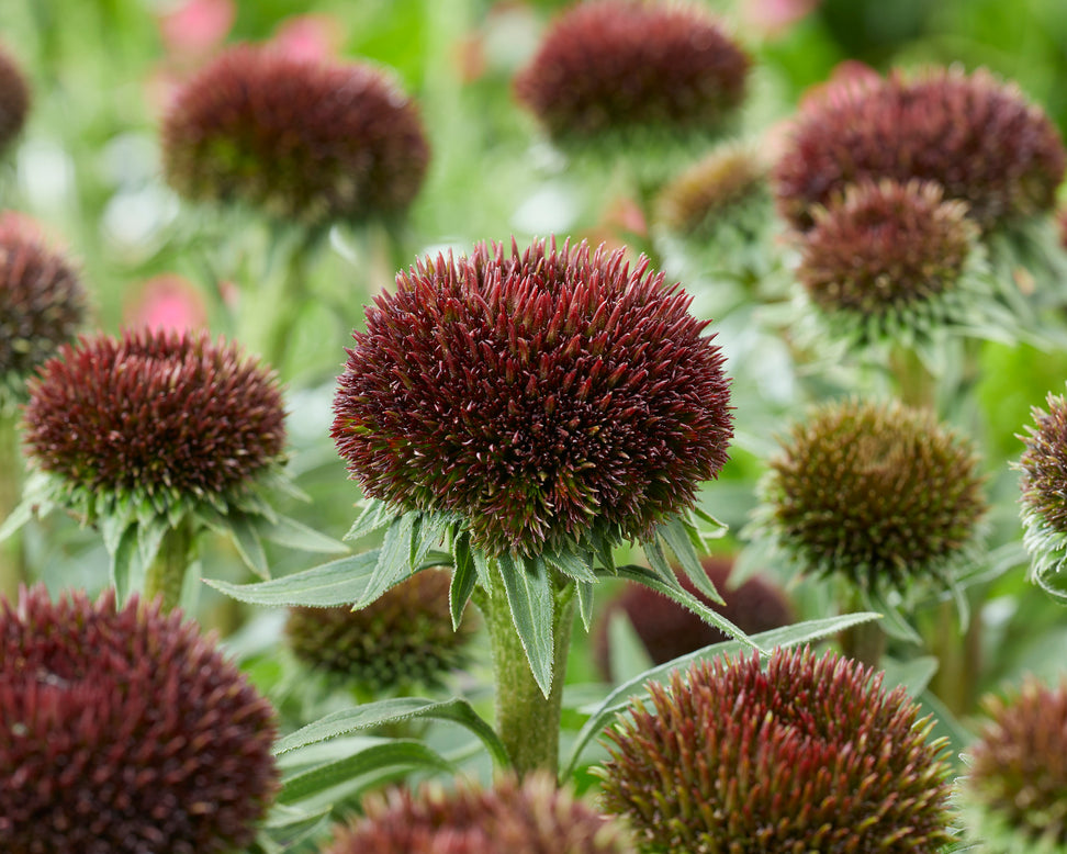 Echinacea 'Drumstick Purple'