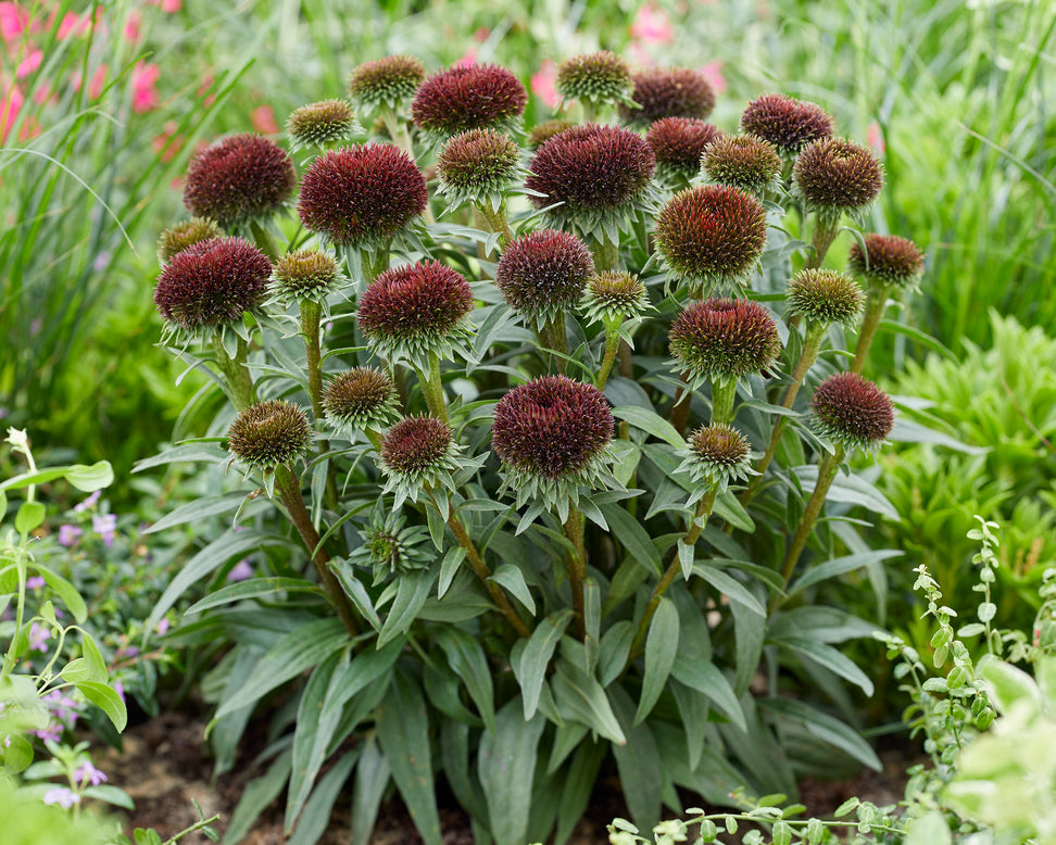 Echinacea 'Drumstick Purple'
