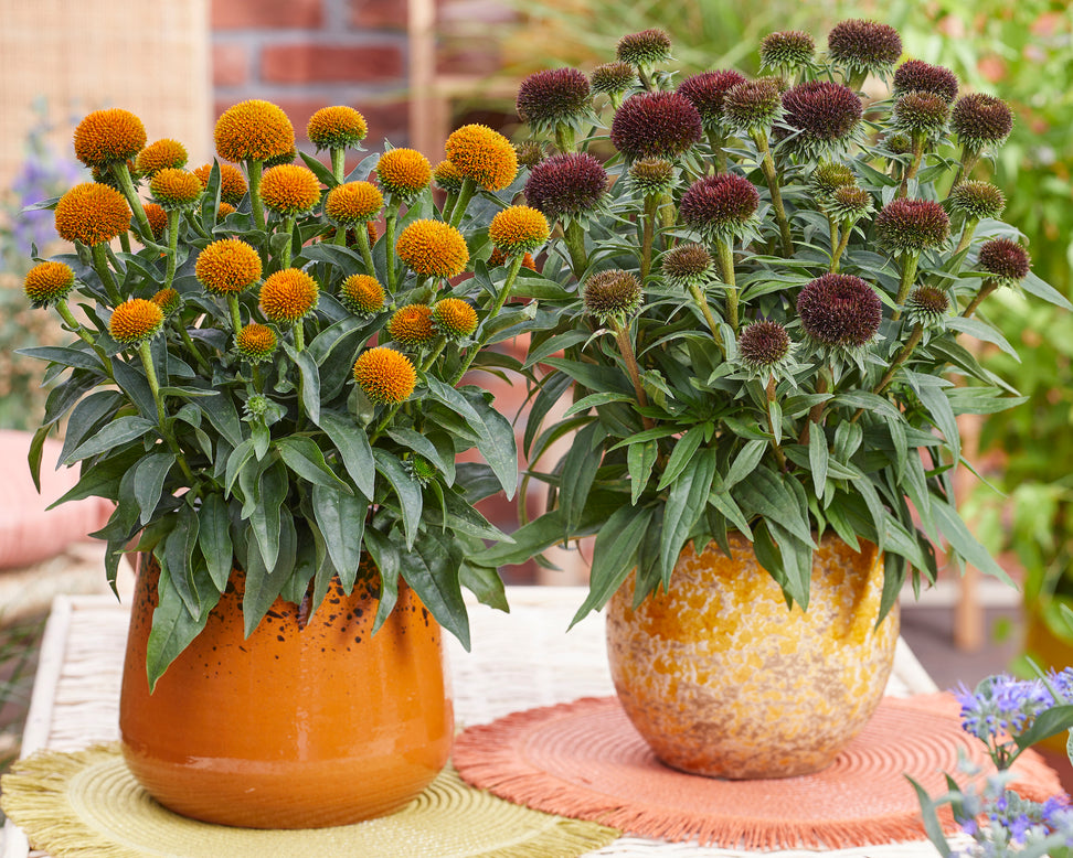 Echinacea 'Drumstick Purple'