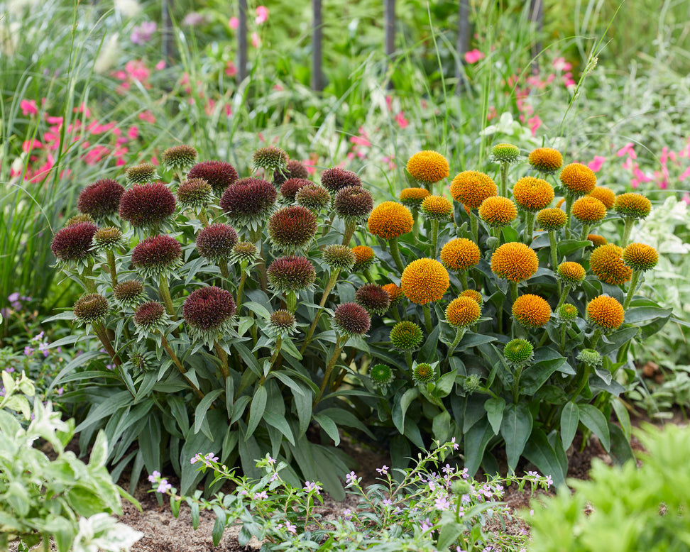 Echinacea 'Drumstick Purple'