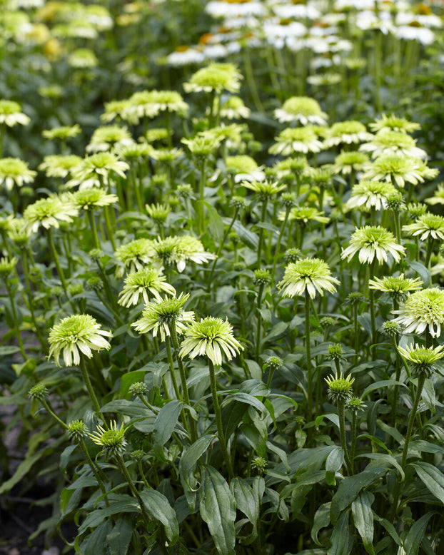 Echinacea 'Honeydew'