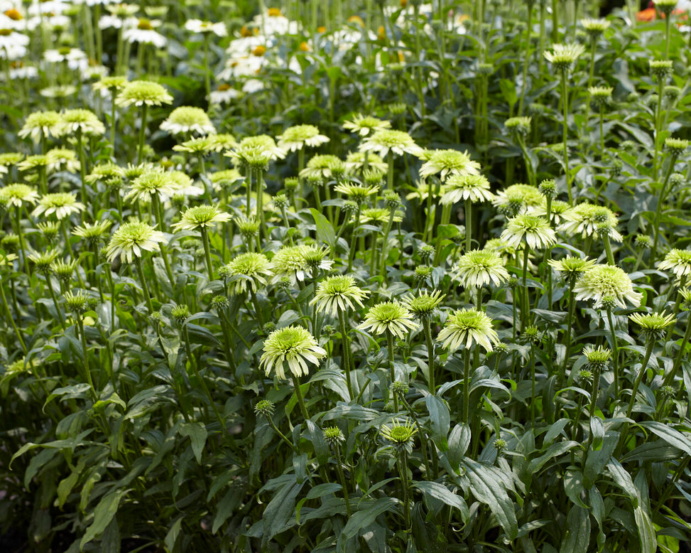 Echinacea 'Honeydew'