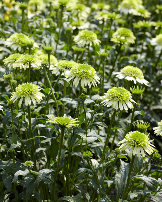 Echinacea 'Honeydew'