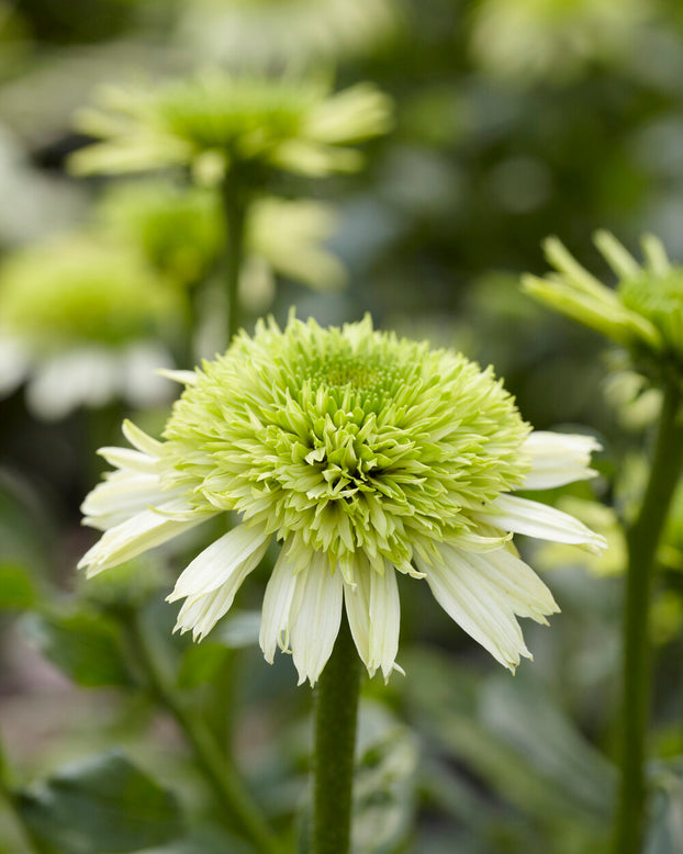 Echinacea 'Honeydew'