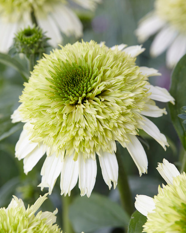 Echinacea 'Honeydew'