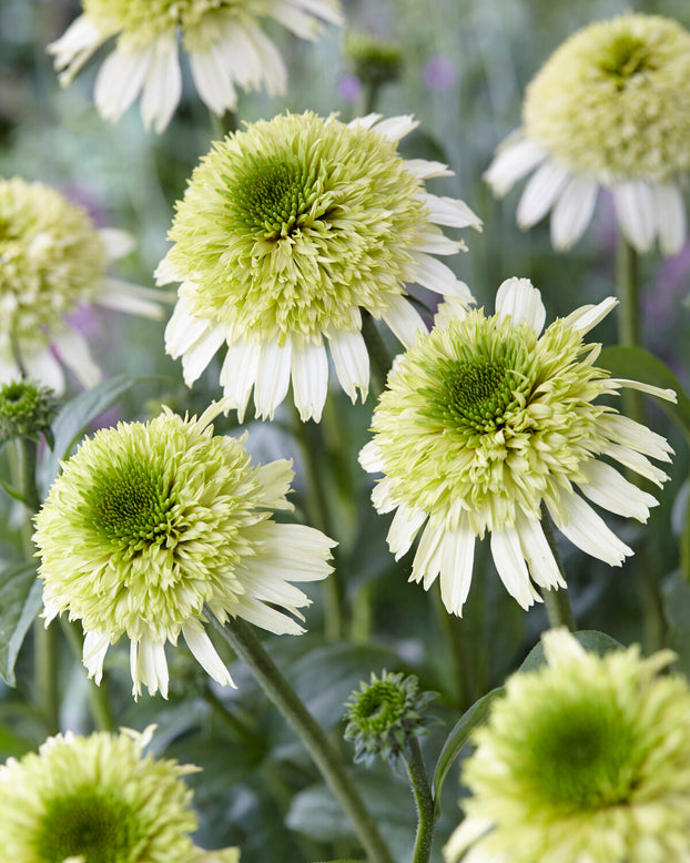 Echinacea 'Honeydew'