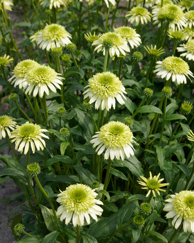 Echinacea 'Honeydew'