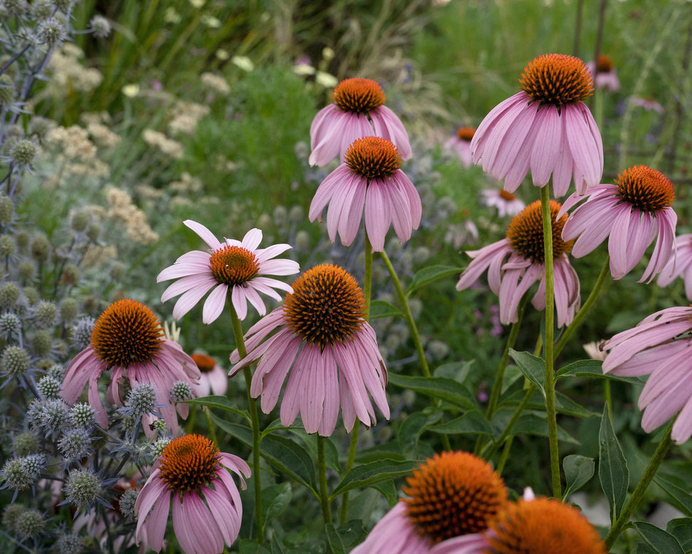 Echinacea 'Magnus'