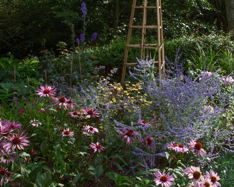 Echinacea 'Magnus'