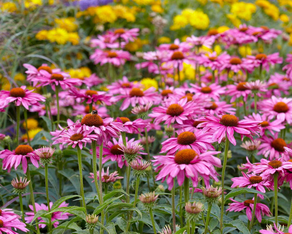 Echinacea 'Magnus'