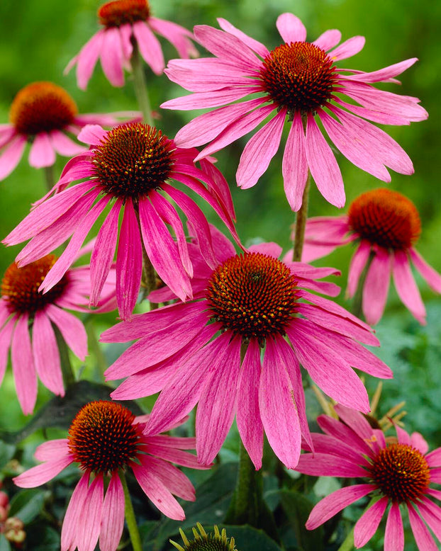 Echinacea 'Magnus'