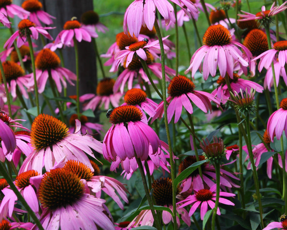 Echinacea 'Magnus'