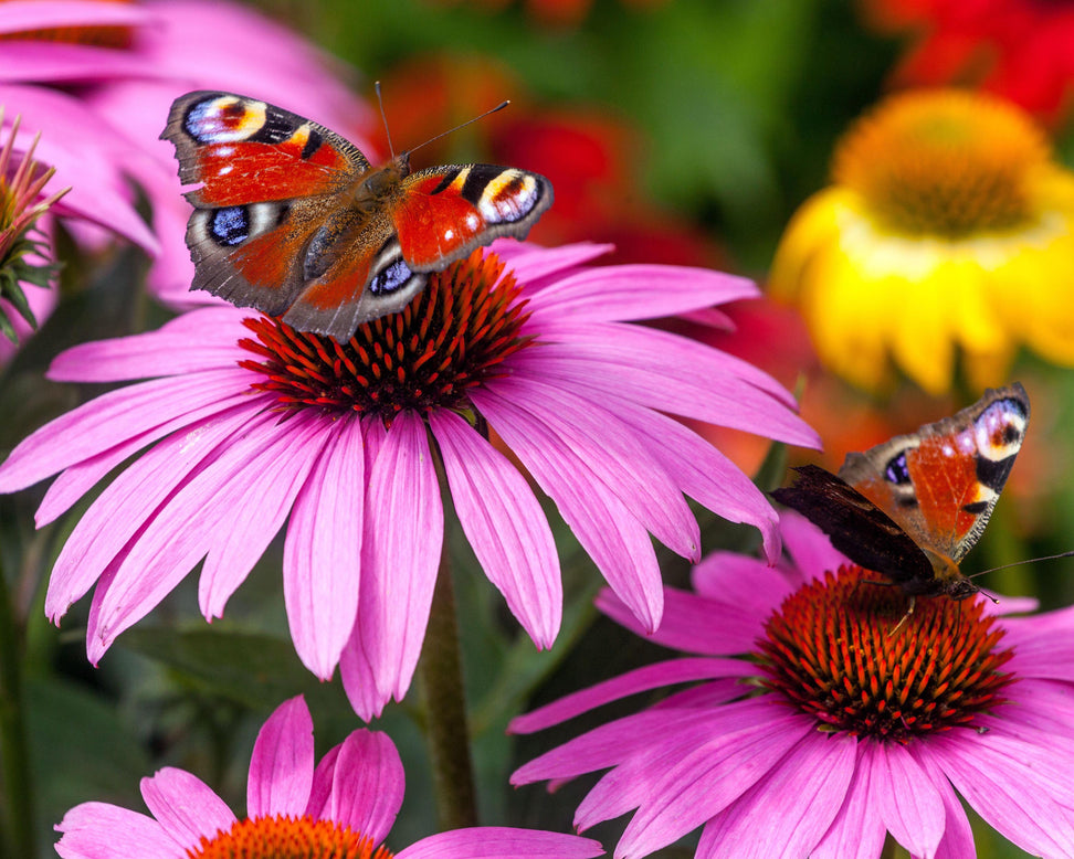 Echinacea 'Magnus'