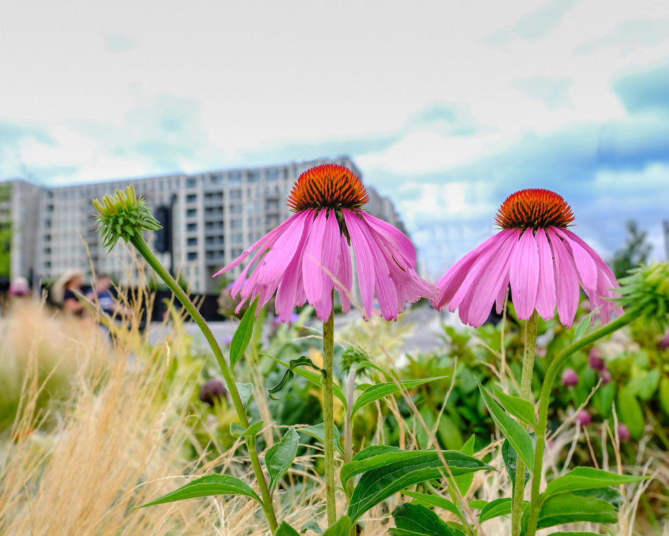 Echinacea 'Magnus'