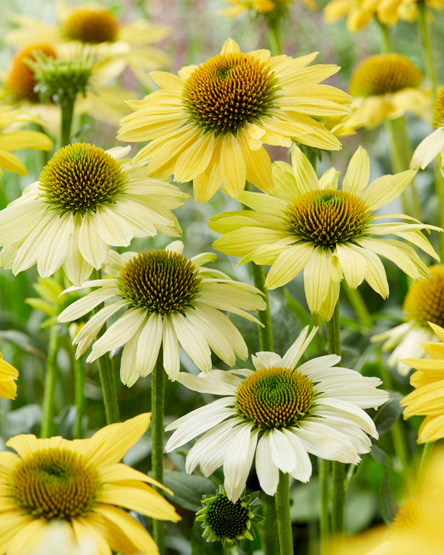 Echinacea 'Mellow Yellows'