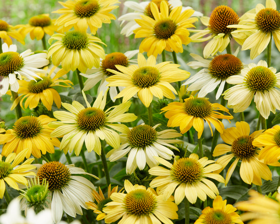 Echinacea 'Mellow Yellows'