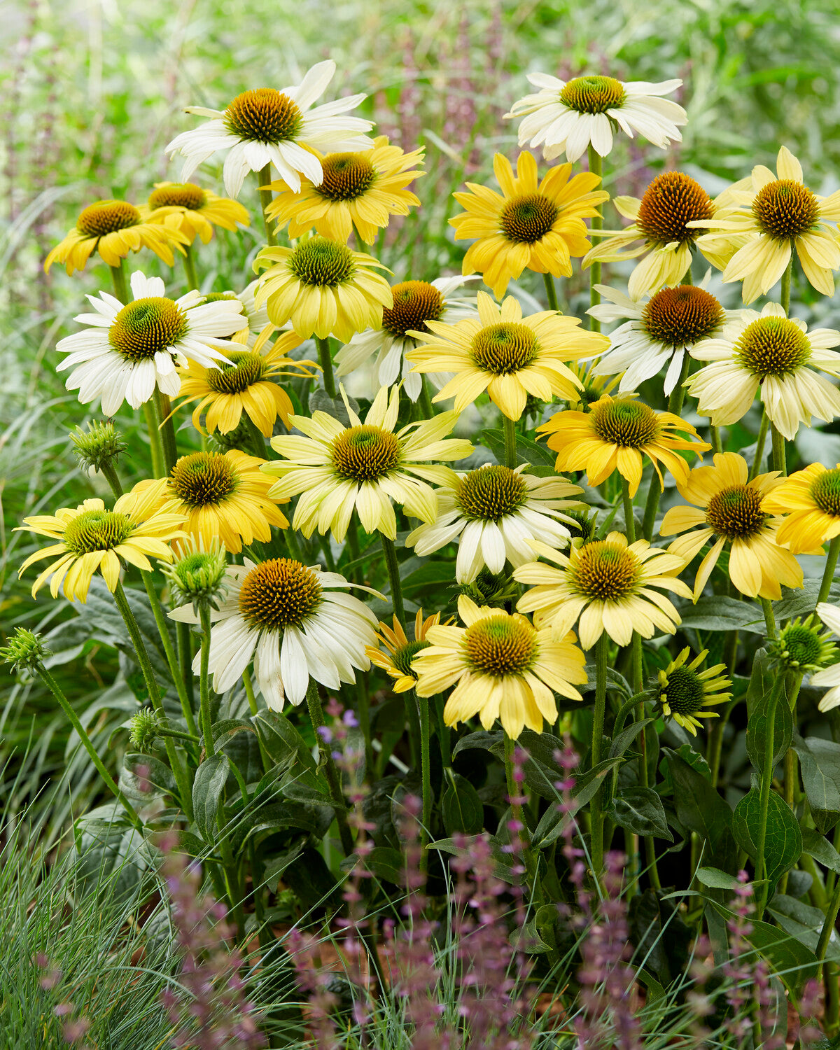 Echinacea purpurea 'Mellow Yellows' bare roots | Buy yellow coneflowers ...