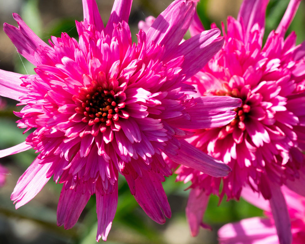 Echinacea 'Mini Belle'