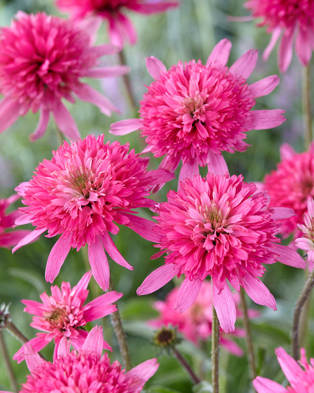 Echinacea 'Mini Belle'