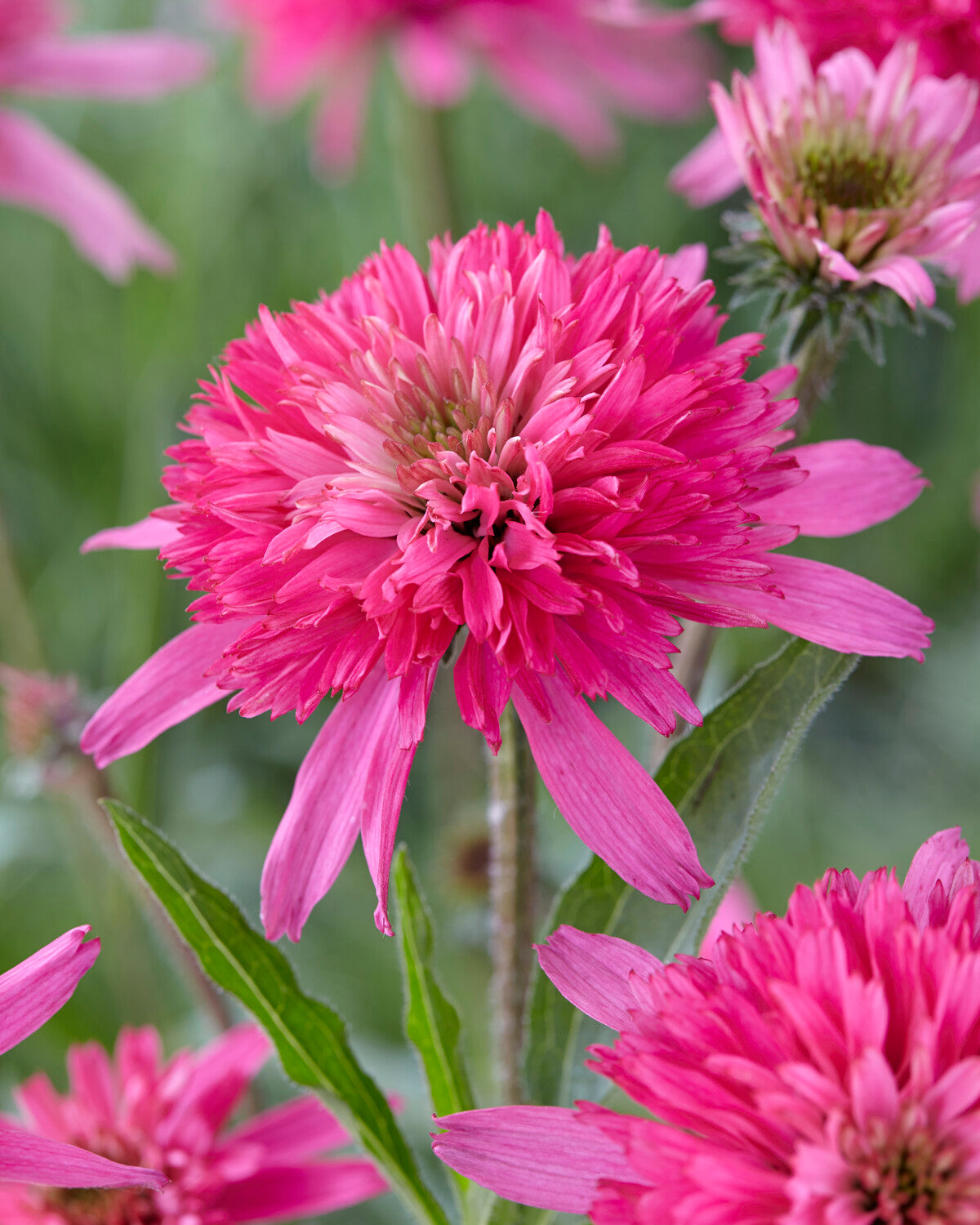 Echinacea purpurea 'Mini Belle' bare roots — Buy pink coneflowers ...