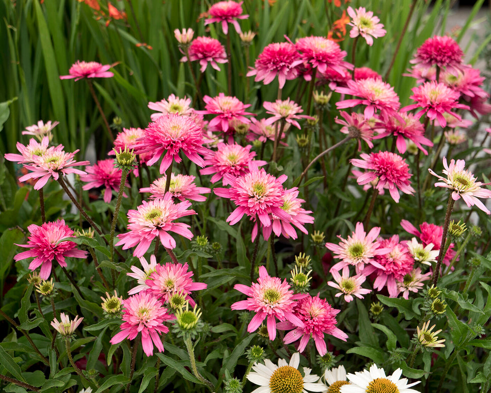 Echinacea 'Mini Belle'