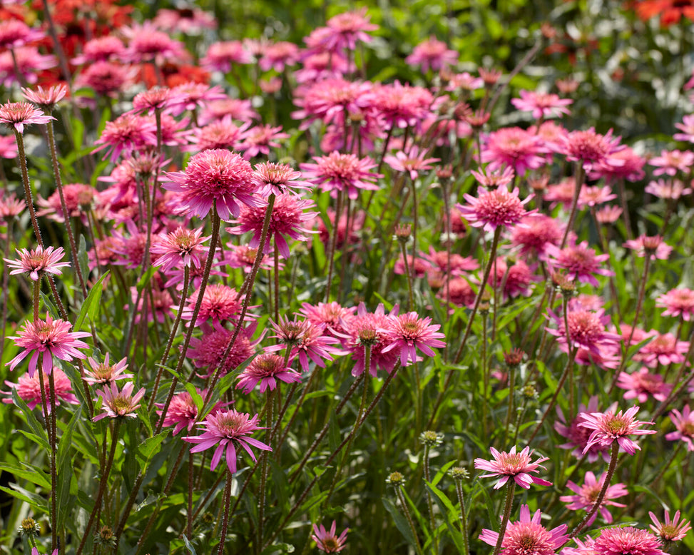 Echinacea 'Mini Belle'