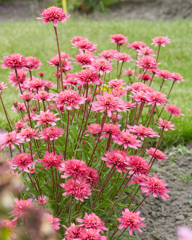 Echinacea 'Mini Belle'