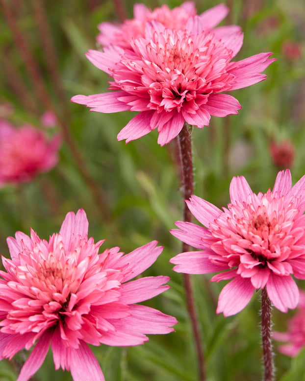 Echinacea 'Mini Belle'