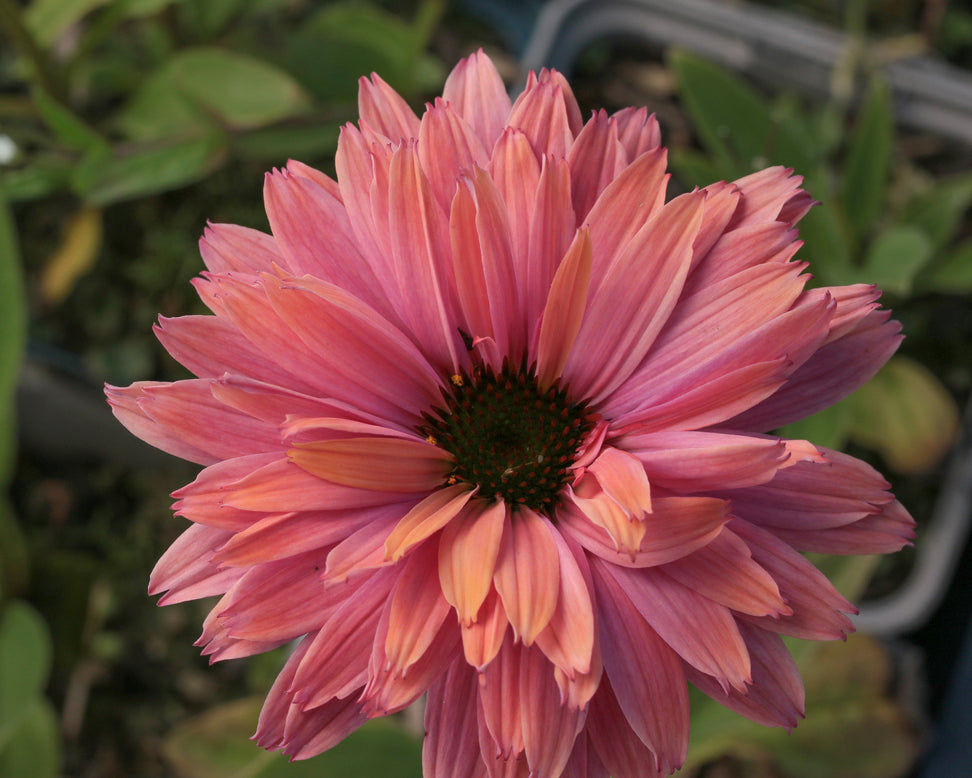 Echinacea 'Sunseekers Rainbow'