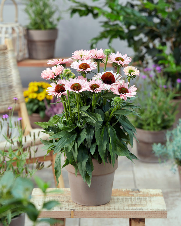 Echinacea 'Sunseekers Salmon'