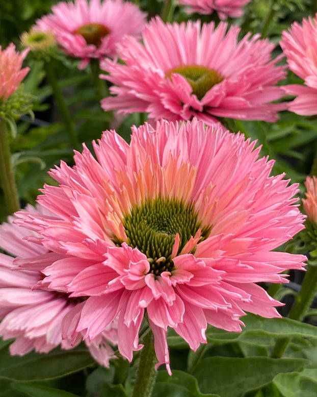 Echinacea 'Sunseekers Salmon'