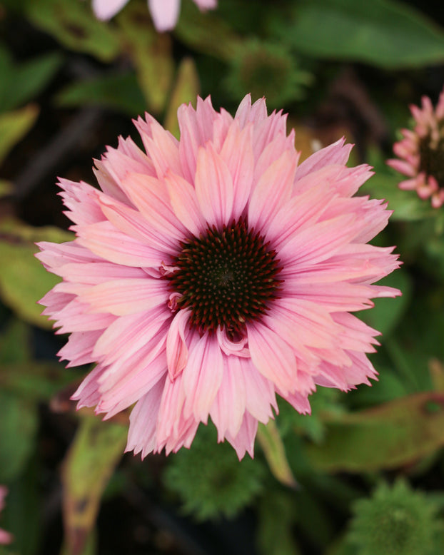 Echinacea 'Sunseekers Salmon'