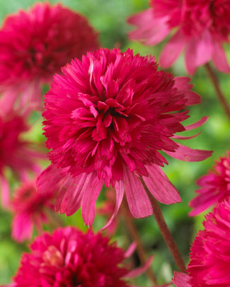Echinacea 'Southern Belle'