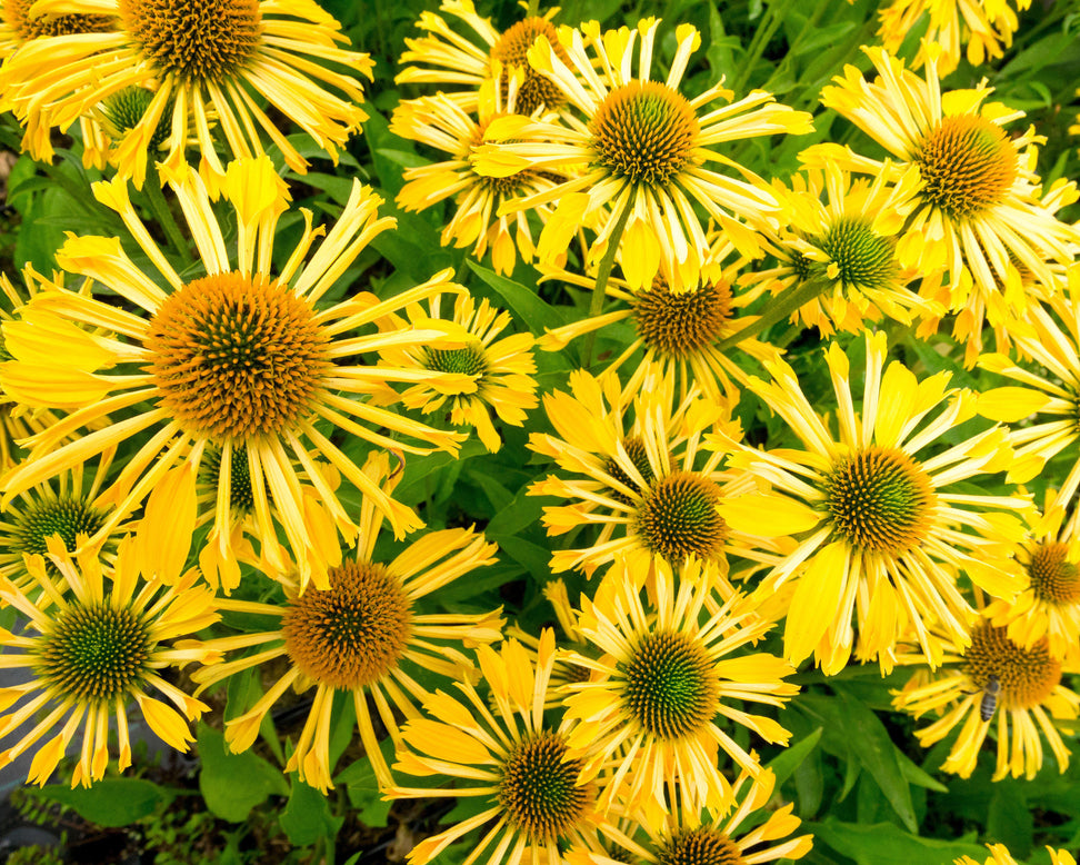 Echinacea 'Yellow Passion'