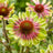 Echinacea