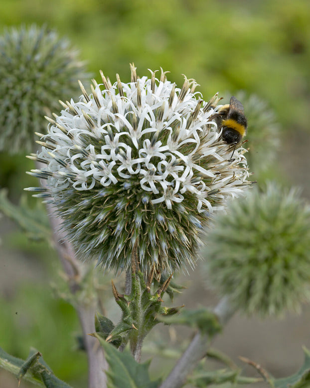 Echinops 'Arctic Glow'