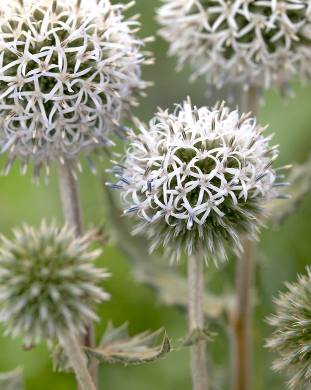 Echinops 'Arctic Glow'