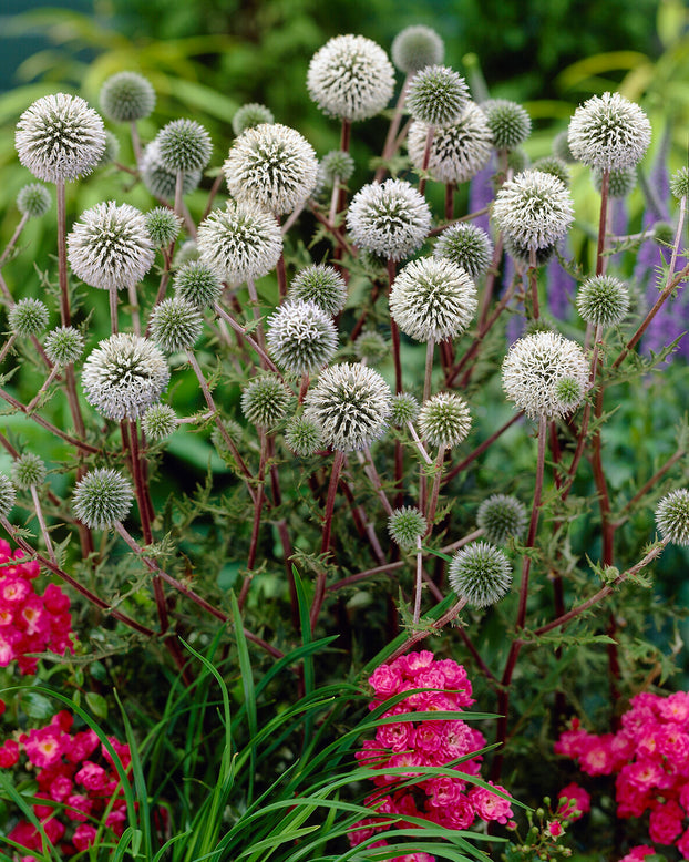 Echinops 'Arctic Glow'